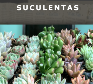 tallertata11